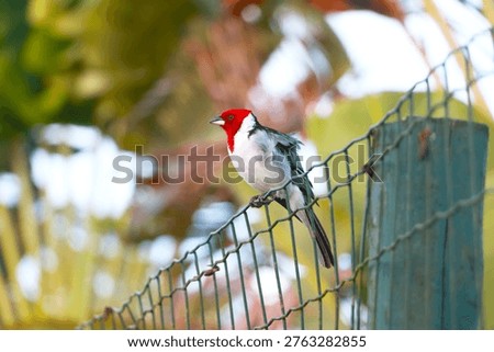 A sharp, close-up shot of a Red-crested Cardinal perched on a wire fence. This specific species is actually a Yellow-billed Cardinal (Paroaria capitata).