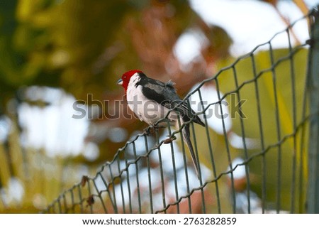 A sharp, close-up shot of a Red-crested Cardinal perched on a wire fence. This specific species is actually a Yellow-billed Cardinal (Paroaria capitata).