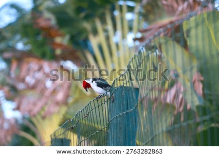 A sharp, close-up shot of a Red-crested Cardinal perched on a wire fence. This specific species is actually a Yellow-billed Cardinal (Paroaria capitata).