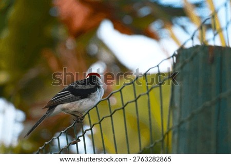 A sharp, close-up shot of a Red-crested Cardinal perched on a wire fence. This specific species is actually a Yellow-billed Cardinal (Paroaria capitata).