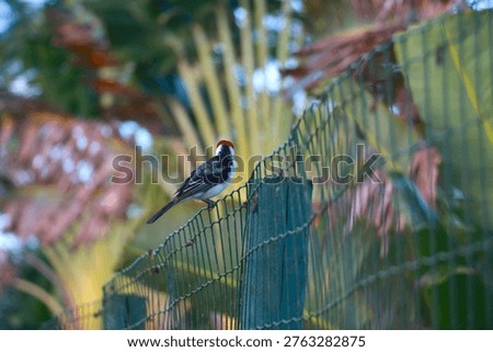 A sharp, close-up shot of a Red-crested Cardinal perched on a wire fence. This specific species is actually a Yellow-billed Cardinal (Paroaria capitata).