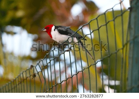 A sharp, close-up shot of a Red-crested Cardinal perched on a wire fence. This specific species is actually a Yellow-billed Cardinal (Paroaria capitata).