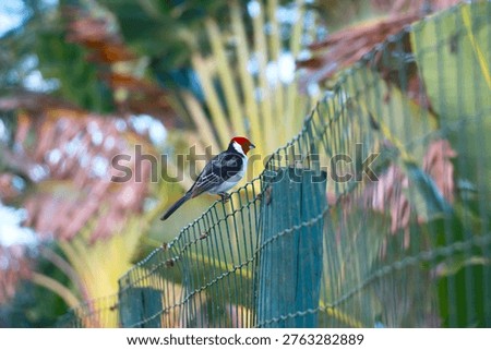 A sharp, close-up shot of a Red-crested Cardinal perched on a wire fence. This specific species is actually a Yellow-billed Cardinal (Paroaria capitata).