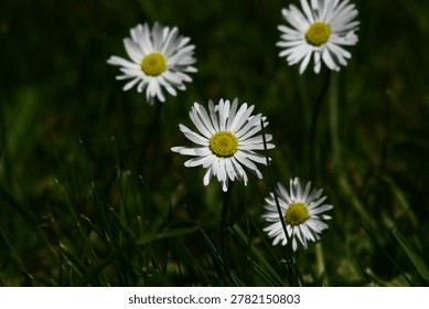 Sharp close-up of a single white daisy with bright yellow center standing in lush green grass, soft bokeh of other daisies in the background. Peaceful summer meadow wildflower scene.