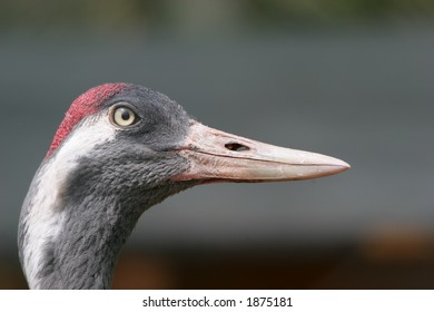 sharp crane portrait