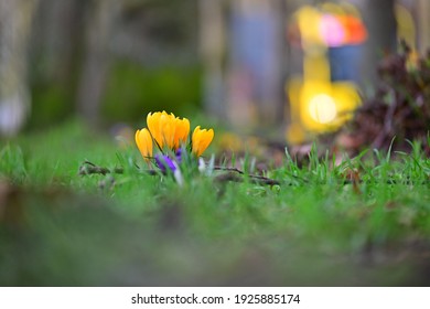 Sharp Crocus flower in the grass with an unsharp background