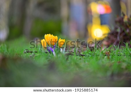 Sharp Crocus flower in the grass with an unsharp background