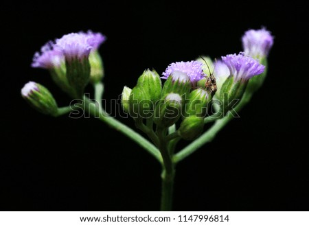 Sharp and detail of True bug (Hemiptera) macro, The True bug are on a beautiful flower, contrasting colors.