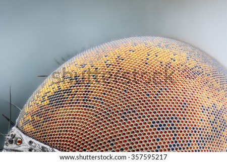 Sharp and detailed dried dead fly compound eye surface at extreme magnification taken with microscope objective 