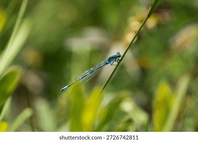 Sharp detailed view of blue damselfly Enallagma cyathigerum resting on grass blade in sunlit meadow
