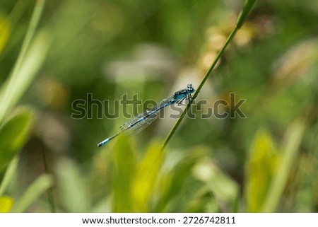 Sharp detailed view of blue damselfly Enallagma cyathigerum resting on grass blade in sunlit meadow