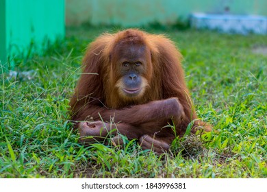 Sharp Eye Of Orang Utan Sumatra 