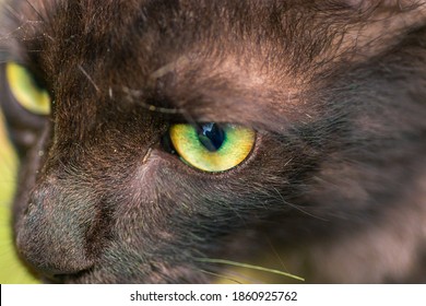 a sharp focus locked on to prey, close up macro photograph of young baby cat's green eyes, from above.
