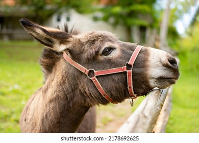 Sharp focus on cute donkey profile with red belt surrounded with green grass on sunny day.  Donkey laying its head on a wooden fence.