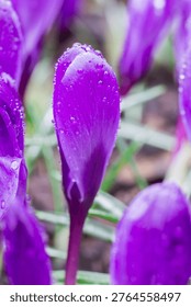 Sharp focus on a purple crocus, dew accentuates petal details, garden scene.