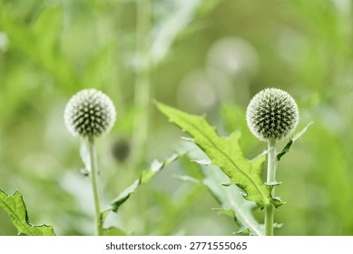 Sharp focus on two green globe thistle blooms with spiky texture surrounded by jagged leaves, set against blurred vibrant green background offering serene nature feel