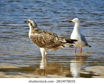  Sharp full-body portrait of an Eastern Osprey (Pandion cristatus) standing in the shallow coastal water alongside an adult Australian Silver Gull. The clear blue water creates gentle surface ripples and crisp reflections of both coastal birds on the wet sand bar during a bright day.