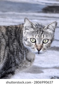 a sharp gaze by a gray cat