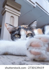 the sharp gaze of a calico cat