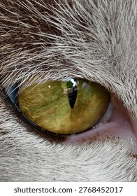 the sharp gaze of a cat. 