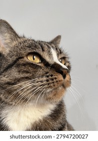 The Sharp gaze of a cute cat