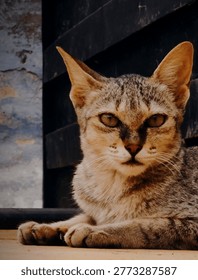 Sharp gaze of a tabby cat