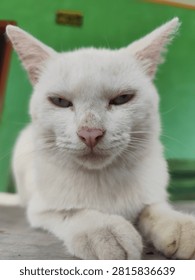 The sharp gaze of a white cat with blue pupils.