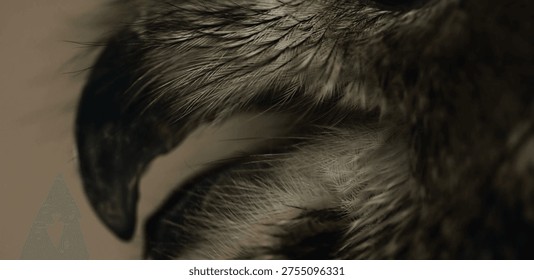 Sharp hooked owl beak surrounded by facial feathers in macro detail