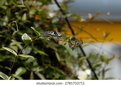 A sharp horizontal close-up shot of two patterned Asian swallowtail butterflies resting on a thin green vine plant with a blurred yellow and grey background.