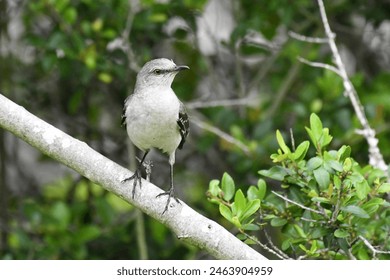A sharp image of a bird sitting on a branch with a green background all around.