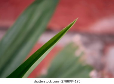 a sharp leaf tip is in focus against a blurred red background. the green leaf shows detailed texture while the background remains out of focus.