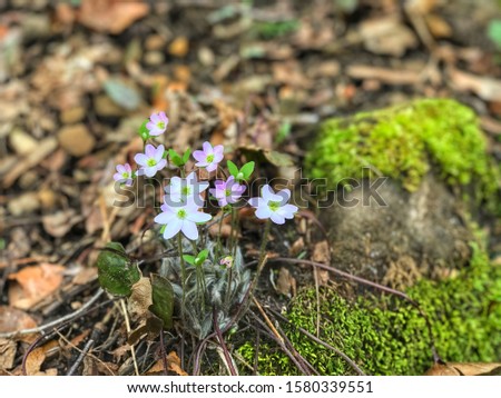 Sharp lobed hepatica grows out of the leaf litter in Spring. Indiana.