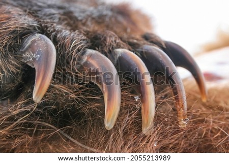 Sharp long claws on the front paw of a brown bear. The front paw of a brown bear with powerful claws. 