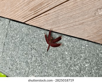 Sharp macro close up of a vibrant red dragonfly with transparent wings perched on grey stone texture. Detailed veins on wings and compound eyes visible. The red dragonfly insect in natural habitat perfect for wildlife, nature, entomology, and macro photography concepts.