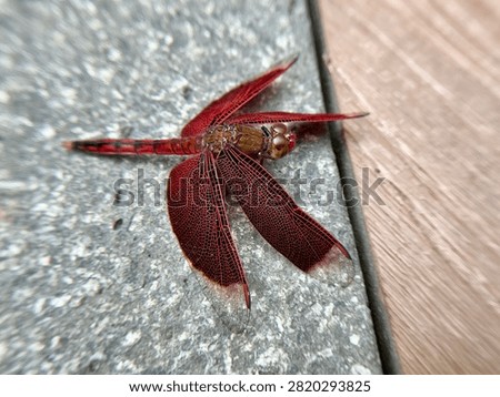 Sharp macro close up of a vibrant red dragonfly with transparent wings perched on grey stone texture. Detailed veins on wings and compound eyes visible. The red dragonfly insect in natural habitat perfect for wildlife, nature, entomology, and macro photography concepts.