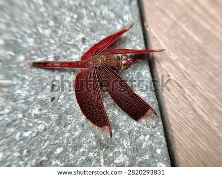 Sharp macro close up of a vibrant red dragonfly with transparent wings perched on grey stone texture. Detailed veins on wings and compound eyes visible. The red dragonfly insect in natural habitat perfect for wildlife, nature, entomology, and macro photography concepts.