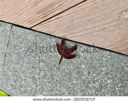 Sharp macro close up of a vibrant red dragonfly with transparent wings perched on grey stone texture. Detailed veins on wings and compound eyes visible. The red dragonfly insect in natural habitat perfect for wildlife, nature, entomology, and macro photography concepts.