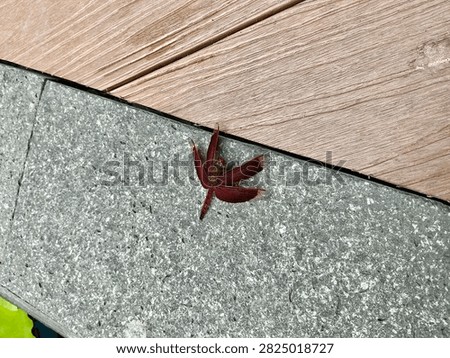 Sharp macro close up of a vibrant red dragonfly with transparent wings perched on grey stone texture. Detailed veins on wings and compound eyes visible. The red dragonfly insect in natural habitat perfect for wildlife, nature, entomology, and macro photography concepts.