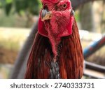 ​A sharp macro close-up of a brown rooster