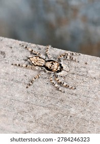 A sharp macro close-up of a jumping spider with gray and black patterns sitting on a rustic wooden surface.