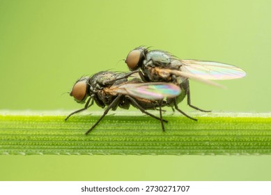 A sharp macro close-up of two small flies mating on a vibrant green leaf, showcasing intricate details of their compound eyes and beautiful iridescent, rainbow-colored wings.