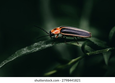 Sharp macro image highlighting the distinctive markings and body of a lightning bug in its natural habitat.