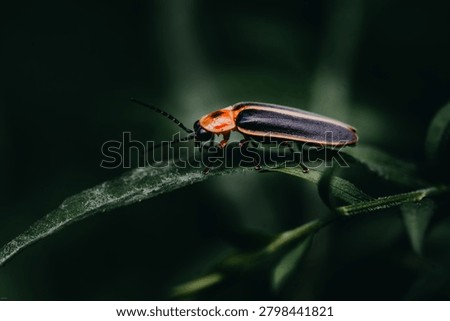Sharp macro image highlighting the distinctive markings and body of a lightning bug in its natural habitat.