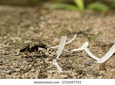 A sharp macro photograph captures a tiny, shiny black ant navigating a rough, textured ground outdoors. The insect approaches several scattered pieces of bright white, naturally occurring fibrous mate