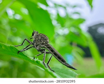 A sharp macro photograph of a robber fly  resting on a vibrant green leaf. The insect shows intricate details including its large compound eyes, hairy body, spiny legs, and long abdomen. The background is beautifully blurred with soft green foliage, highlighting the fascinating textures and features of this predatory insect.