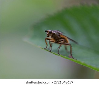A sharp macro portrait of a fly perched on a green leaf. The image highlights the intricate details of the compound eye, the bristly thorax, and the fine golden hairs on its legs