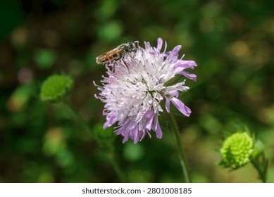 A sharp macro shot captures a honey bee collecting pollen on a purple field flower. Bright natural sunlight illuminates the insect and petals against a clean blurred green background, with no people present.