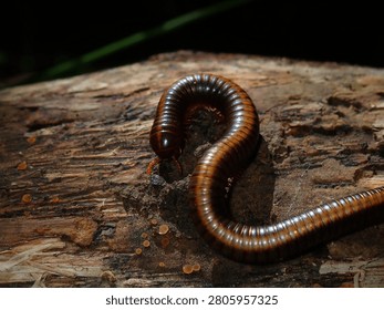 A sharp macro shot capturing a shiny dark millipede navigating across a rough, wet log surface.