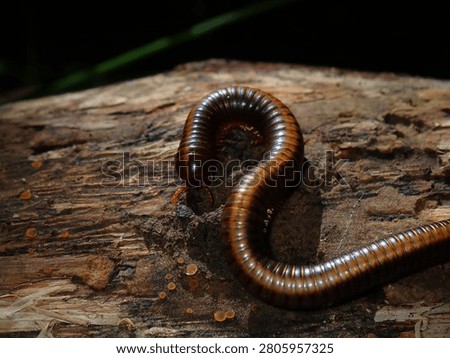 A sharp macro shot capturing a shiny dark millipede navigating across a rough, wet log surface.