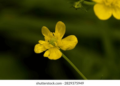 A sharp macro view of a single bright yellow meadow buttercup wildflower blooming on a slender green stem against a soft dark green background.